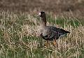 Tundragås u.a. albifrons - Greater Whit-fronted Goose (Anser albifrons albifrons)